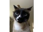 Adopt Wasabi a Brown or Chocolate (Mostly) Siamese / Mixed (short coat) cat in