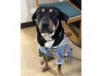 Adopt Jasper a Brown/Chocolate - with Black Rottweiler / Mixed dog in Dahlonega