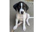 Adopt Annie a White - with Black Pointer / Mixed dog in Jacksonville