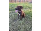 Adopt Daisy a Brown/Chocolate Labrador Retriever / Mixed dog in Whitehouse