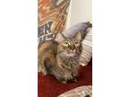 Adopt Sunni a Brown Tabby Domestic Mediumhair / Mixed (medium coat) cat in