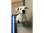 Adopt Marilyn 27782 a White Pit Bull Terrier dog in Joplin, MO (38901327)