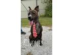 Adopt Kingsley 27721 a Brindle Pit Bull Terrier dog in Joplin, MO (38901313)