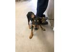 Adopt Elly 27716 a Black Shepherd (Unknown Type) dog in Joplin, MO (38901311)