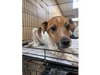 Adopt Rhodie 122146 a Brown/Chocolate Labrador Retriever dog in Joplin
