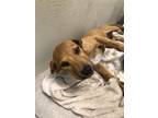 Adopt Penelope 27640 a Brown/Chocolate Labrador Retriever dog in Joplin
