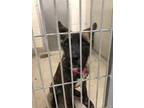 Adopt Kiki 27504 a Brindle Akita dog in Joplin, MO (38901280)