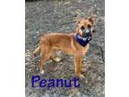 Adopt Peanut 27489 a Gray/Blue/Silver/Salt & Pepper Shepherd (Unknown Type) dog