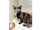 Adopt Chloe a Tortoiseshell Calico (short coat) cat in Smithers, BC (38901208)