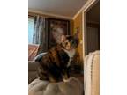 Adopt Callie a Tortoiseshell Calico / Mixed (medium coat) cat in Palmetto