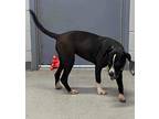 Adopt Meredith a Black - with White Pointer / Labrador Retriever / Mixed dog in