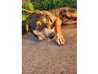 Adopt Boomer a Black Labrador Retriever / Mixed dog in El Paso, TX (38899926)