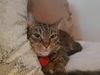 Adopt Lexi a Gray or Blue Tabby / Mixed (medium coat) cat in Crown Point