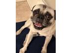 Adopt Toby a Tan/Yellow/Fawn Pug / Mixed dog in Anaheim, CA (38901127)