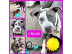 Adopt Chloe a Gray/Silver/Salt & Pepper - with White Pit Bull Terrier dog in