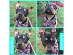 Adopt Princess Diana a Black - with Tan, Yellow or Fawn Pit Bull Terrier dog in