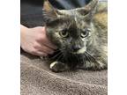 Adopt Sofia a Tortoiseshell Domestic Shorthair (short coat) cat in St.