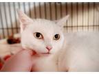 Adopt Gala (Sponsored Adoption Fee) a White (Mostly) American Shorthair (short