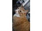 Adopt finn a Orange or Red Tabby Domestic Shorthair / Mixed (short coat) cat in