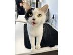 Adopt Alice a White (Mostly) Domestic Shorthair (short coat) cat in St.