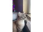 Adopt Herizen a White (Mostly) Domestic Shorthair / Mixed (short coat) cat in