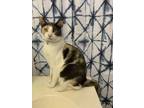 Adopt Pepperoni a Calico or Dilute Calico American Shorthair / Mixed (short