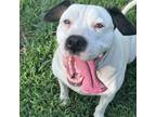 Adopt Willowfrond a White - with Tan, Yellow or Fawn Mixed Breed (Large) / Mixed