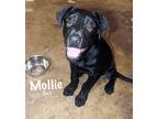 Adopt Mollie ka a Black Labradoodle / Labrador Retriever / Mixed dog in
