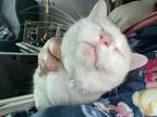 Adopt Wynn a White American Shorthair (short coat) cat in Ypsilanti