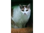 Adopt Squeaky a Calico or Dilute Calico Calico (short coat) cat in Barnwell