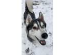 Adopt Appa a Gray/Silver/Salt & Pepper - with White Husky / Alaskan Malamute /