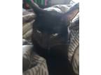 Adopt Blueberry a Black (Mostly) Domestic Shorthair / Mixed cat in Fremont