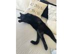 Adopt Pico a All Black Domestic Shorthair / Mixed (short coat) cat in Portage