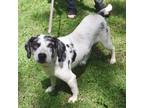 Adopt Blue ka a White - with Gray or Silver Catahoula Leopard Dog / Labrador