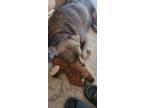 Adopt Stormi a Brown/Chocolate Labrador Retriever / Mixed dog in Sandusky