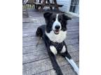 Adopt Maggie a Black - with White Australian Shepherd / Mixed dog in Burlington