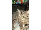 Adopt Akira a Orange or Red Tabby American Shorthair / Mixed (short coat) cat in