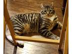 Adopt Maxim a Tiger Striped Domestic Shorthair / Mixed (short coat) cat in