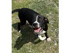 Adopt Sabrina a Black - with White Pit Bull Terrier / Mixed dog in Richmond