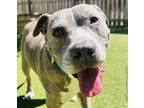 Adopt Turnip a Brindle Mutt / Mixed dog in Douglasville, GA (38899976)