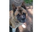 Adopt Kodiak a Tan/Yellow/Fawn - with White Akita / Mixed dog in Fosston