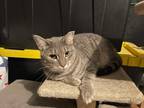 Adopt Stormy a Gray, Blue or Silver Tabby American Shorthair (short coat) cat in