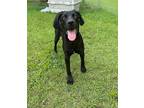 Adopt Marmaduke a Black - with White Labrador Retriever / Great Dane / Mixed dog