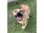 Adopt Myra a Tan/Yellow/Fawn - with Black Black Mouth Cur / Mixed dog in