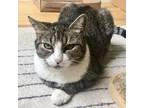 Adopt Luna* a Brown Tabby American Shorthair (short coat) cat in Brooklyn