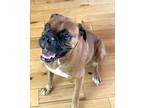 Adopt Winston II a Tan/Yellow/Fawn Boxer / Mixed dog in Austin, TX (38899787)