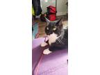 Adopt Richmond a Black & White or Tuxedo Domestic Shorthair / Mixed (short coat)