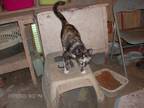Adopt MAPLE a Calico or Dilute Calico Calico (medium coat) cat in KELLYVILLE