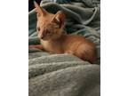 Adopt Kylo a Orange or Red Tabby Tabby / Mixed (medium coat) cat in Woodruff