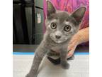 Adopt Grenda a Calico or Dilute Calico Domestic Shorthair / Mixed cat in Morgan